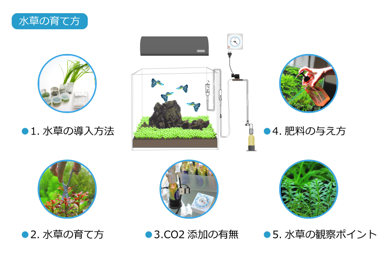 水草の育て方
