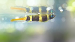 60㎝水槽の熱帯魚のその後様子