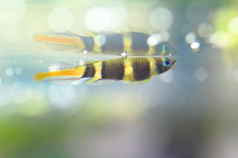 60㎝水槽の熱帯魚のその後様子