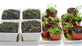 ミスト式で水草ストック計画 トリミングとその後の経過