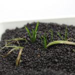 テネルス　水上葉
