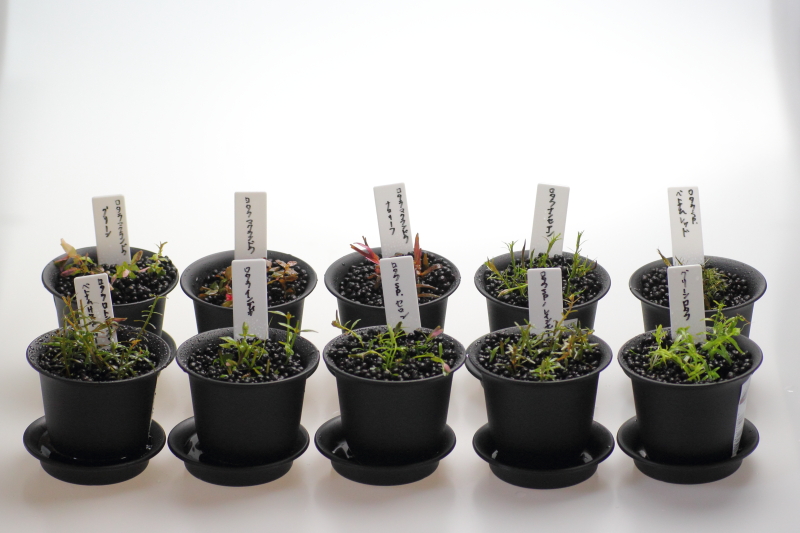 手順4：水槽のロタラをカットして植える