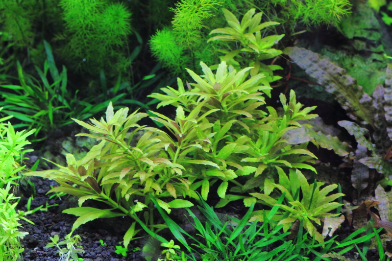 7 植栽から48日目 砂利育成 ニューオランダプラント 水草動画ブログ 7 植栽から48日目 砂利育成 ニューオランダプラント 水草動画ブログ