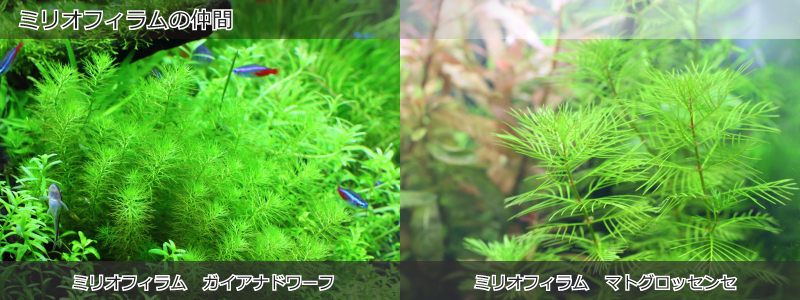 ミリオフィラムの仲間