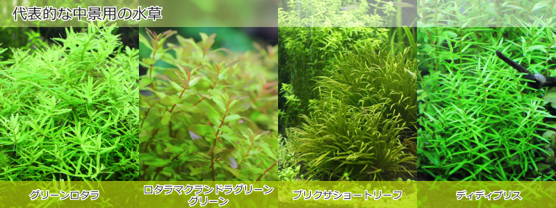 代表的な中景用の水草