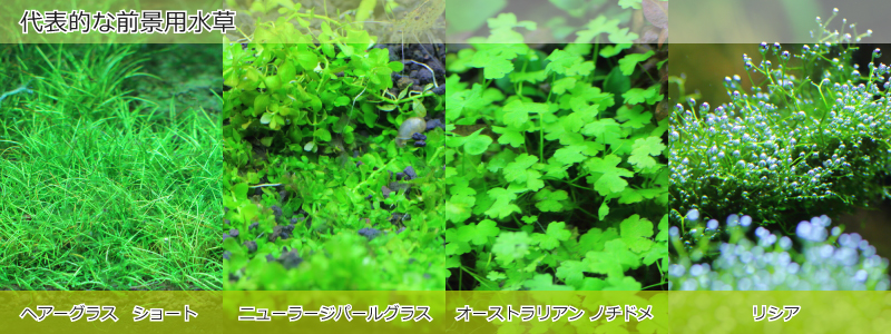 代表的な前景用水草