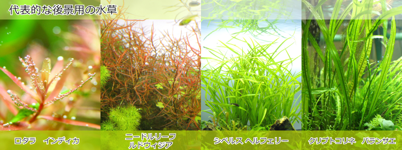 代表的な後景用の水草