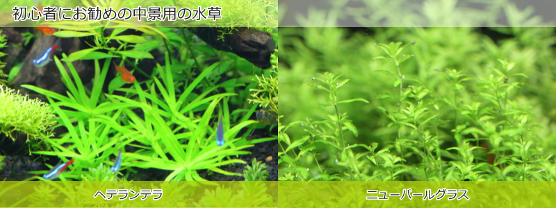 初心者におすすめの中景用の水草