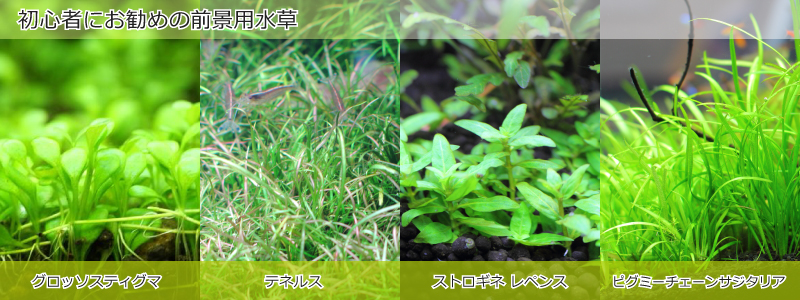 初心者におすすめの前景用水草