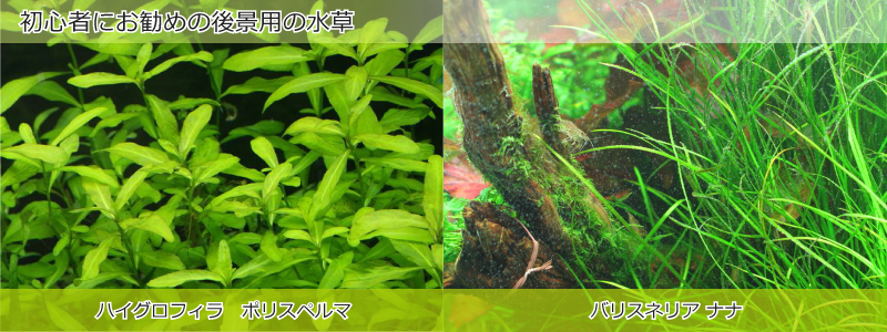 初心者におすすめの後景用の水草