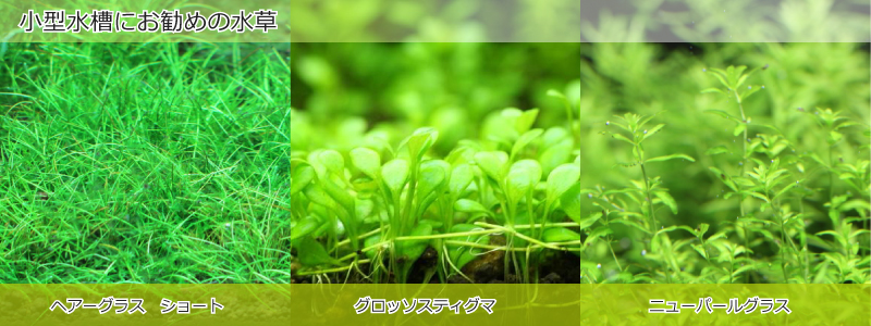 小型水槽におすすめの水草