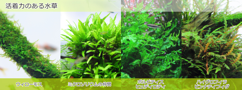 活着力のある水草