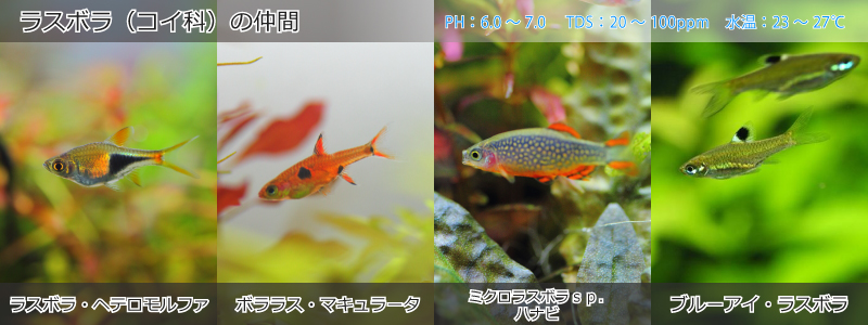 5 熱帯魚の飼い方 水草動画ブログ