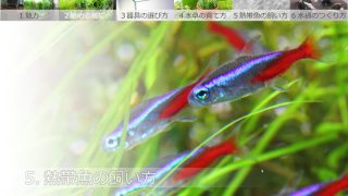 5.熱帯魚の飼い方