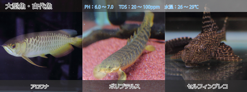 大型魚・古代魚