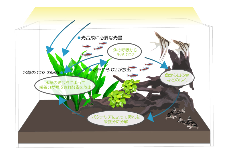 熱帯魚と水草の関係