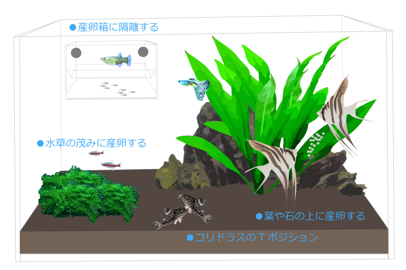 熱帯魚の繁殖方法