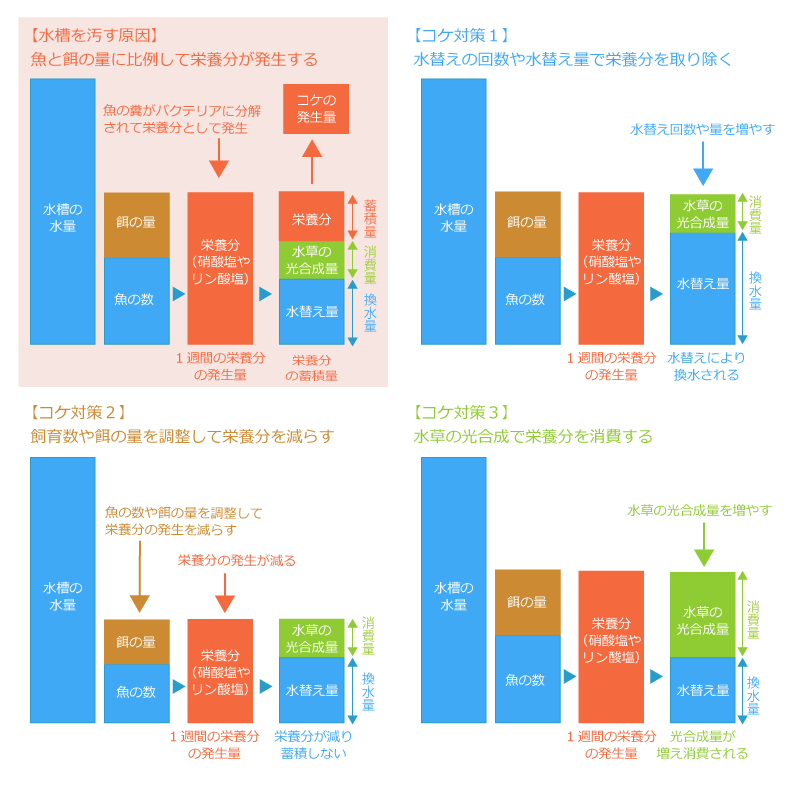 綺麗な水槽を作るための管理方法