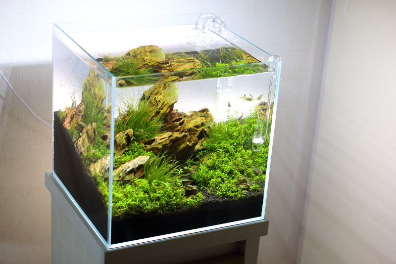 GEX30cmキューブ水槽 エデニックシェルトv3 リリィパイプ風 リリィパイプ・スピンタイプを30cmキューブ水槽用に購入して