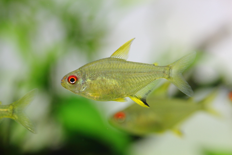 レモンテトラ 淡いレモン色が美しい熱帯魚 - 水草動画ブログ