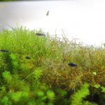 60cm水槽レイアウト トリミング直後