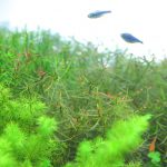 60cm水槽レイアウト トリミングから8日目