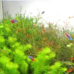 60cm水槽レイアウト トリミングから12日目