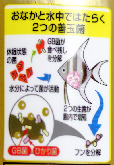 お腹と水中で働く２つの善玉菌