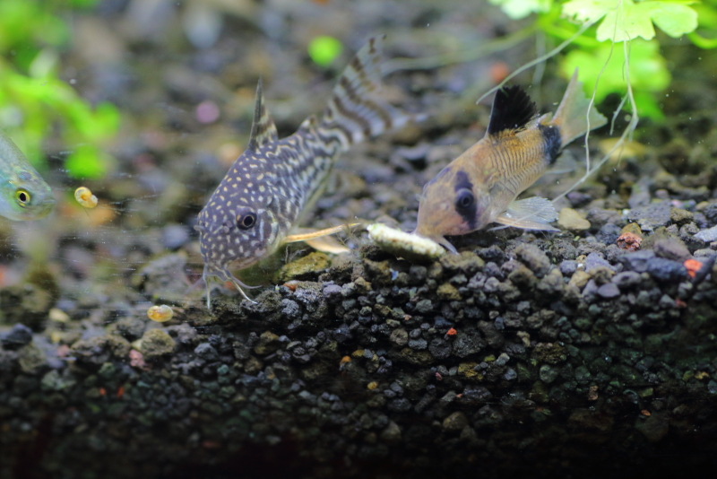 餌を食べるコリドラスパンダとコリドラスステルバイ