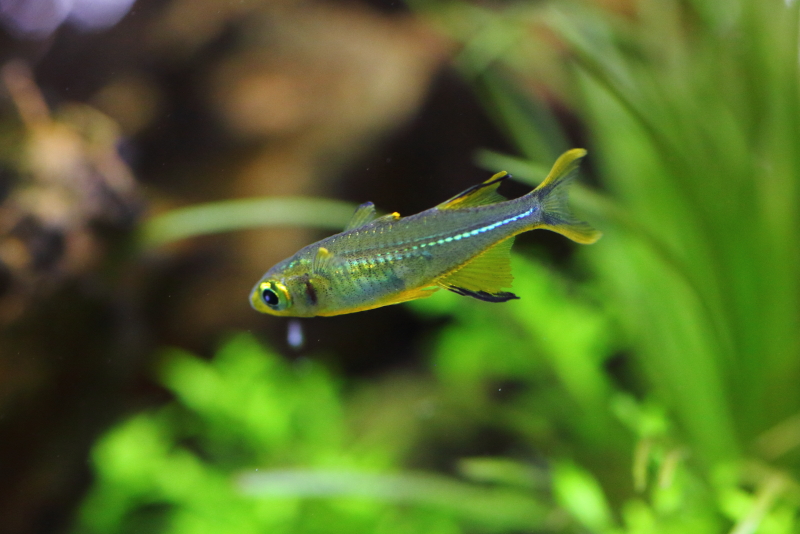 熱帯魚