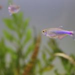 飼育から80日目 ブルーテトラ