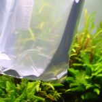 水温合わせ ブルーテトラ