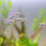 飼育から35日目 ブルーテトラ