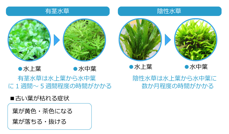 水槽の水に適応する為に葉が枯れる