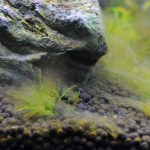 糸状に伸びたどろっとしたアオミドロ