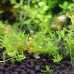 パールグラスについたアオミドロ