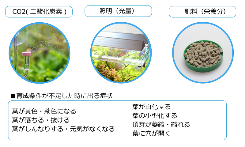 水槽の育成条件が足りずに枯れる