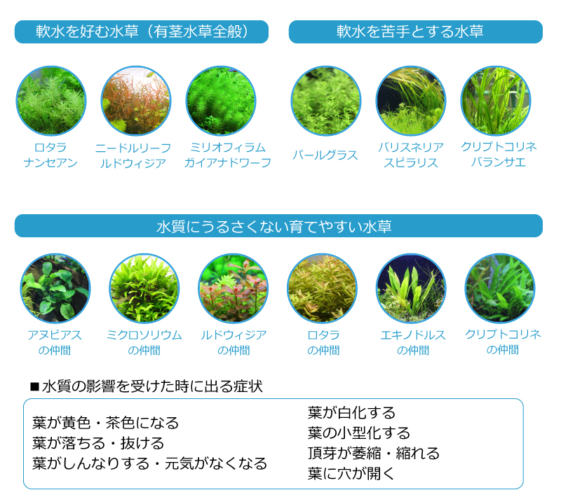 水槽の水質に水草が適応できずに枯れる
