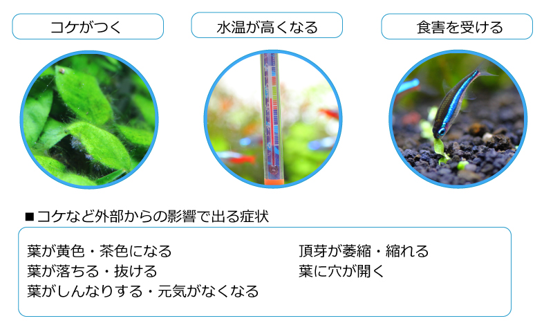 コケなど外部からの影響で枯れる