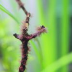 流木についた糸状の黒髭ゴケ