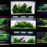 【見本になる16作品】プロが作った美しいネイチャーアクアリウム