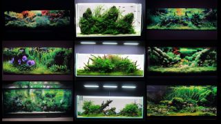 【見本になる16作品】プロが作った美しいネイチャーアクアリウム