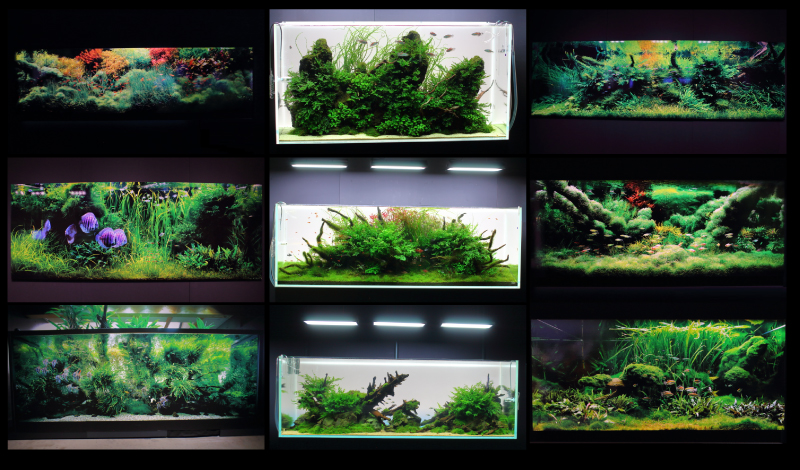 【見本になる16作品】プロが作った美しいネイチャーアクアリウム
