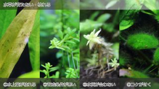 水草が育たない・枯れる