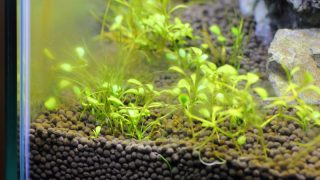 茶ゴケ（珪藻）の発生原因と抑制対策