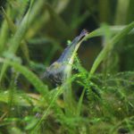 ミナミヌマエビ