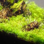 パールグラスのトリミング後