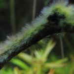 流木に付いた灰色の糸状の黒髭コケ