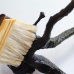 流木に付いた黒髭コケを刷毛で食酢を塗る