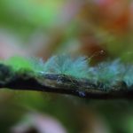 流木に付いた灰色の糸状の黒髭コケ